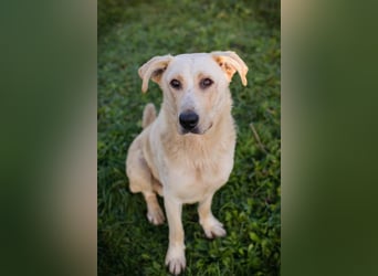 ELIJAH - der freundliche und aufgeschlossene Hundemann möchte geliebt und umsorgt werden