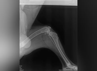 ELIJAH - der freundliche und aufgeschlossene Hundemann möchte geliebt und umsorgt werden