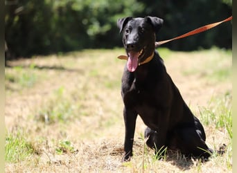 BEPPO - der aktive und unternehmungslustige Rüde liebt Menschen und träumt von einem tollen Zuhause