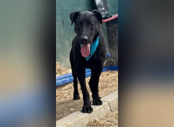 BEPPO - der aktive und unternehmungslustige Rüde liebt Menschen und träumt von einem tollen Zuhause