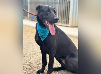 BEPPO - der aktive und unternehmungslustige Rüde liebt Menschen und träumt von einem tollen Zuhause