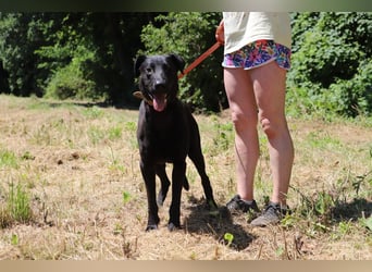 BEPPO - der aktive und unternehmungslustige Rüde liebt Menschen und träumt von einem tollen Zuhause