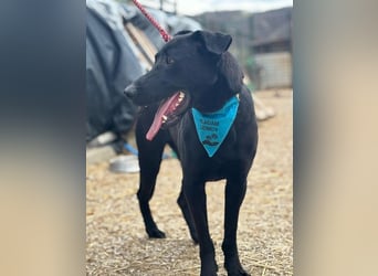 BEPPO - der aktive und unternehmungslustige Rüde liebt Menschen und träumt von einem tollen Zuhause