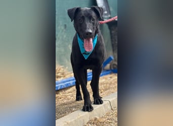 BEPPO - der aktive und unternehmungslustige Rüde liebt Menschen und träumt von einem tollen Zuhause