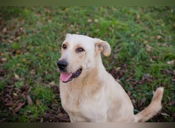 ELIJAH - der freundliche und aufgeschlossene Hundemann möchte geliebt und umsorgt werden