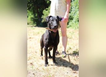 BEPPO - der aktive und unternehmungslustige Rüde liebt Menschen und träumt von einem tollen Zuhause