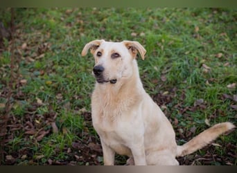 ELIJAH - der freundliche und aufgeschlossene Hundemann möchte geliebt und umsorgt werden
