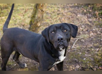 PIPER - Aktiv, verspielt und freundlich... Wo ist meine Familie?