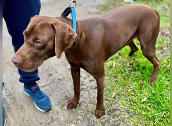Rocky, aktiver Labrador Weimaraner Mix geb. 2024
