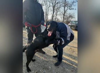 Cody VA kluger freundlicher Labrador Mix