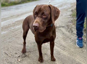Rocky, aktiver Labrador Weimaraner Mix geb. 2024