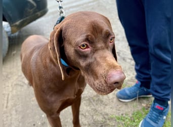 Rocky, aktiver Labrador Weimaraner Mix geb. 2024