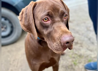 Rocky, aktiver Labrador Weimaraner Mix geb. 2024