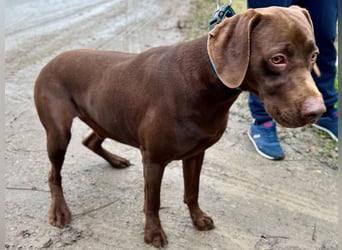 Rocky, aktiver Labrador Weimaraner Mix geb. 2024