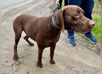 Rocky, aktiver Labrador Weimaraner Mix geb. 2024