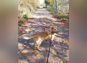 Rektor VA anhänglich, freundlich, verträglich