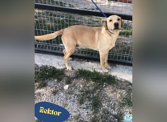 Rektor VA anhänglich, freundlich, verträglich