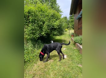 Dringend neues Zuhause für Cash gesucht 