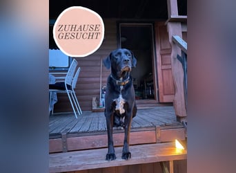 Dringend neues Zuhause für Cash gesucht 