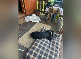 Dringend neues Zuhause für Cash gesucht 
