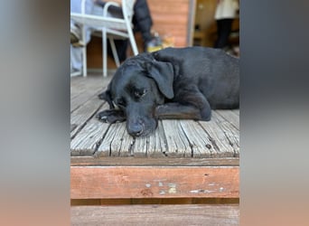 Dringend neues Zuhause für Cash gesucht 