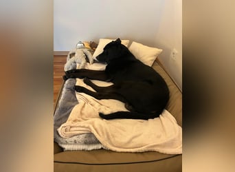 Dringend neues Zuhause für Cash gesucht 