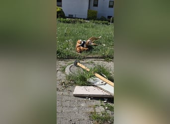 Anton sucht ein neues Zuhause ❤️