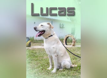 Lucas - ein aktiver Begleiter Lucas - ein aktiver Begleiter