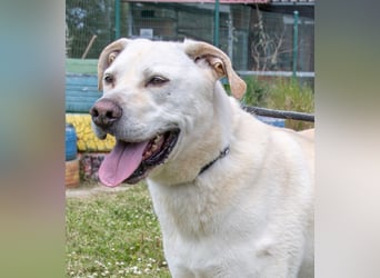 Lucas - ein aktiver Begleiter