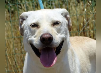 Lucas - ein aktiver Begleiter