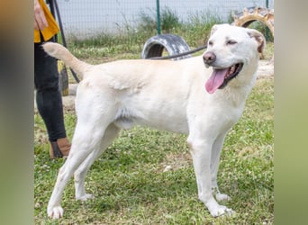 Lucas - ein aktiver Begleiter Lucas - ein aktiver Begleiter