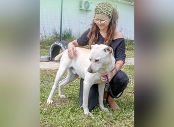 Lucas - ein aktiver Begleiter Lucas - ein aktiver Begleiter