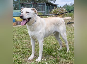 Lucas - ein aktiver Begleiter