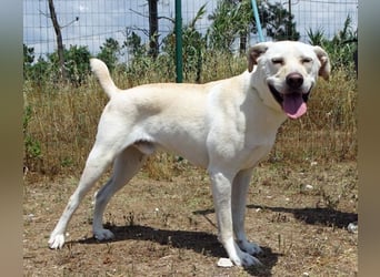 Lucas - ein aktiver Begleiter