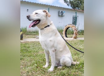 Lucas - ein aktiver Begleiter Lucas - ein aktiver Begleiter