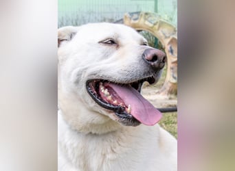 Lucas - ein aktiver Begleiter