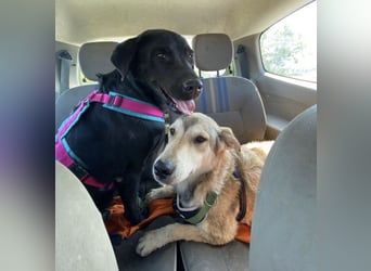 Mate ein absoluter Familienhund