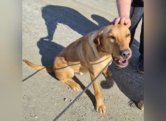 Colt ein Traumhund wartet in Tierheim