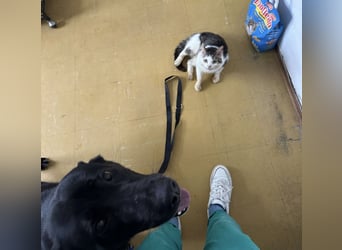 Sjena ein kräftiges Mädchen