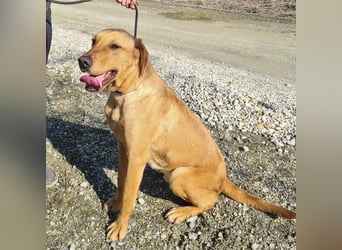 Colt ein Traumhund wartet in Tierheim