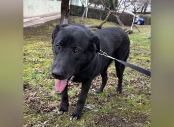 Sjena ein kräftiges Mädchen