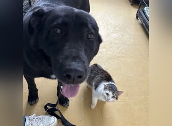 Sjena ein kräftiges Mädchen