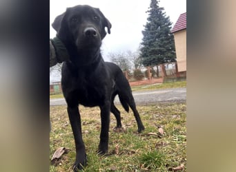 Mate ein absoluter Familienhund