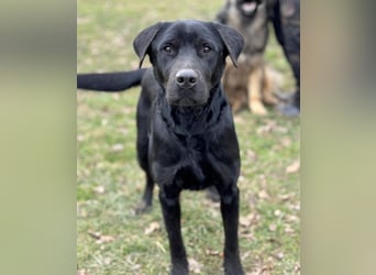 Mate ein absoluter Familienhund