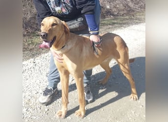 Colt ein Traumhund wartet in Tierheim