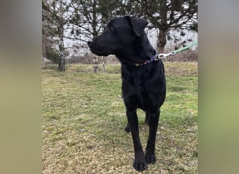 Mate ein absoluter Familienhund