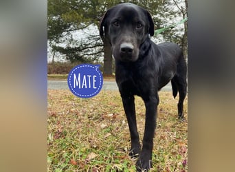 Mate ein absoluter Familienhund