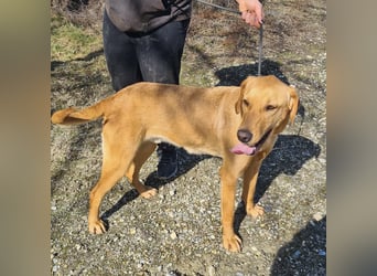 Colt ein Traumhund wartet in Tierheim