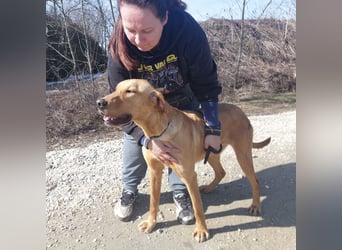 Colt ein Traumhund wartet in Tierheim