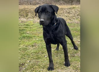 Mate ein absoluter Familienhund